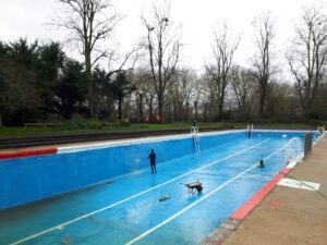 Pool cleaning and removal of conifers