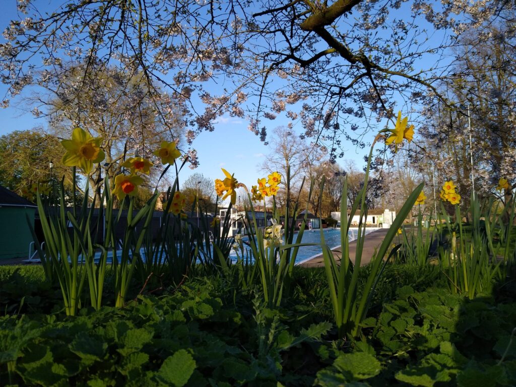 Daffodils at The Lido